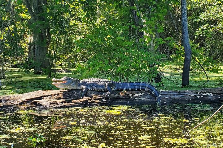 a reptile in a forest