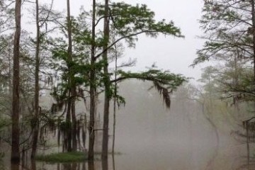 a close up of a tree
