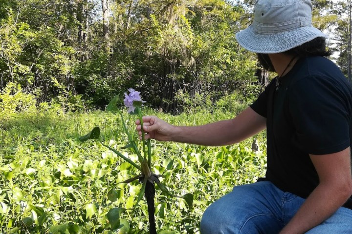 a person in a garden