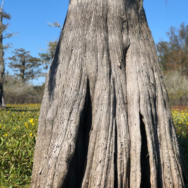 a close up of a tree