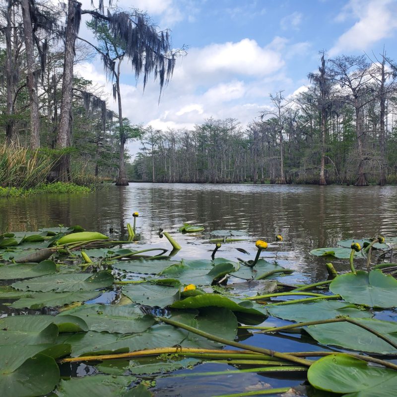 a body of water surrounded by trees