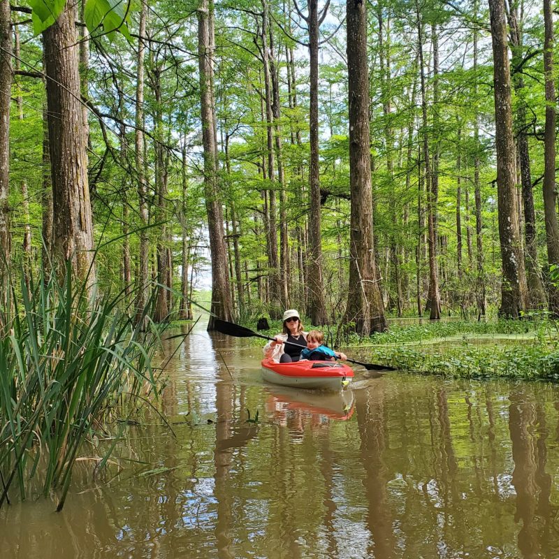 a small boat in the middle of a forest