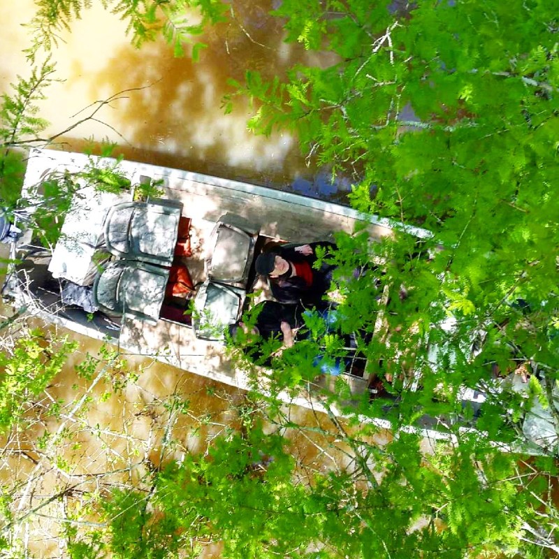 a close up of a tree