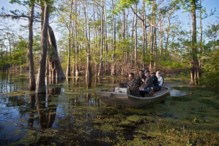 eco Swamp tour in the bayou