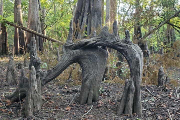 a large tree in a forest