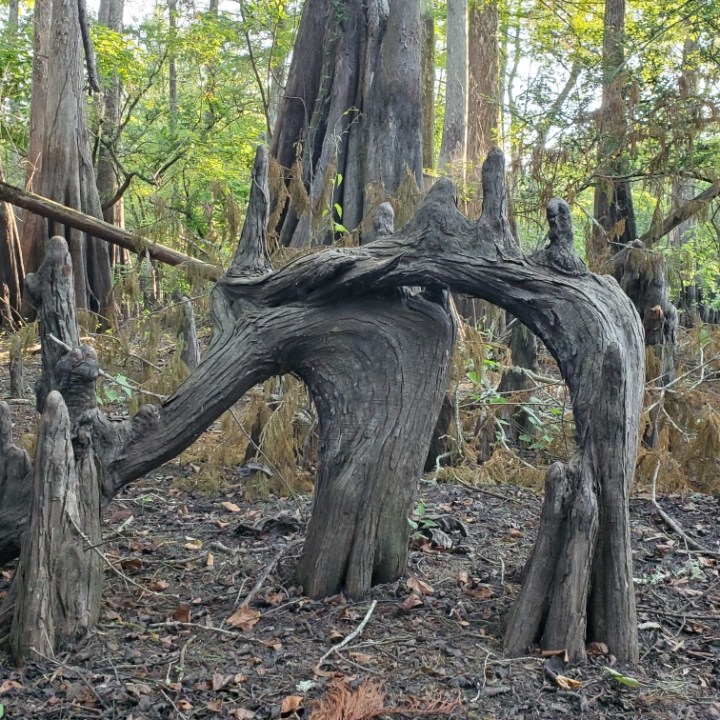 a large tree in a forest