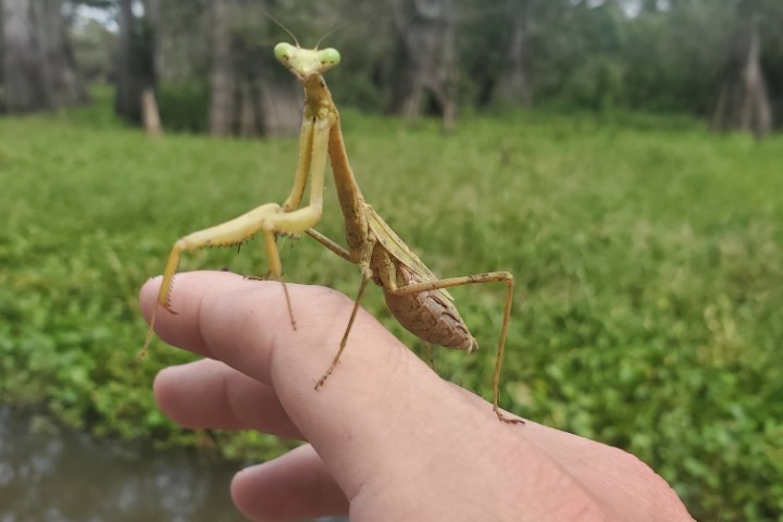 a hand holding a small tree