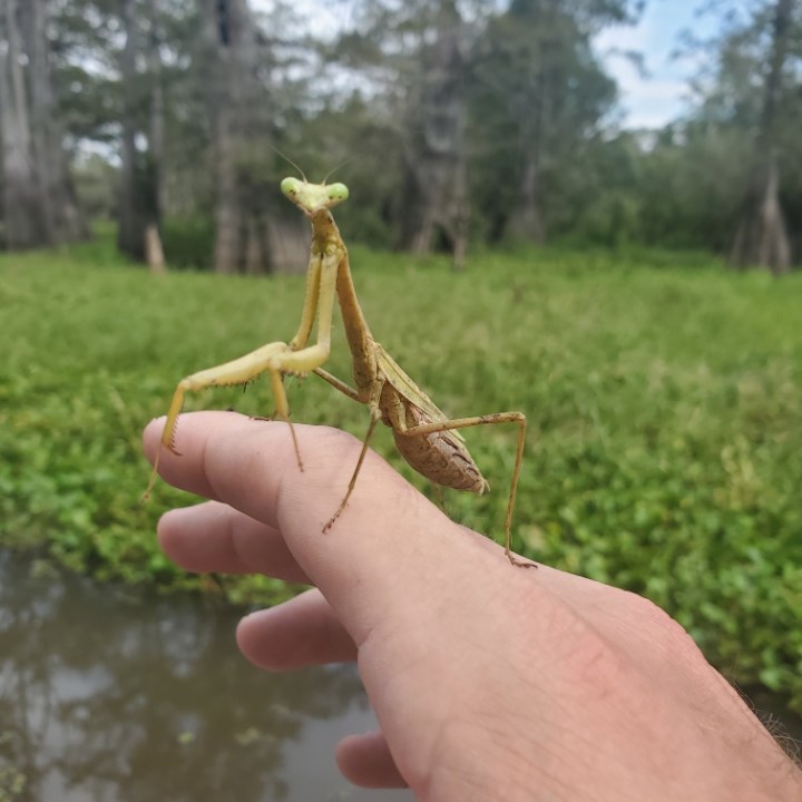 a hand holding a small tree
