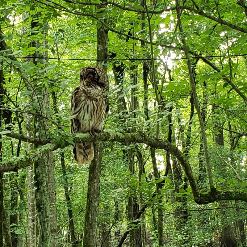 a bird sitting on top of a tree in a forest