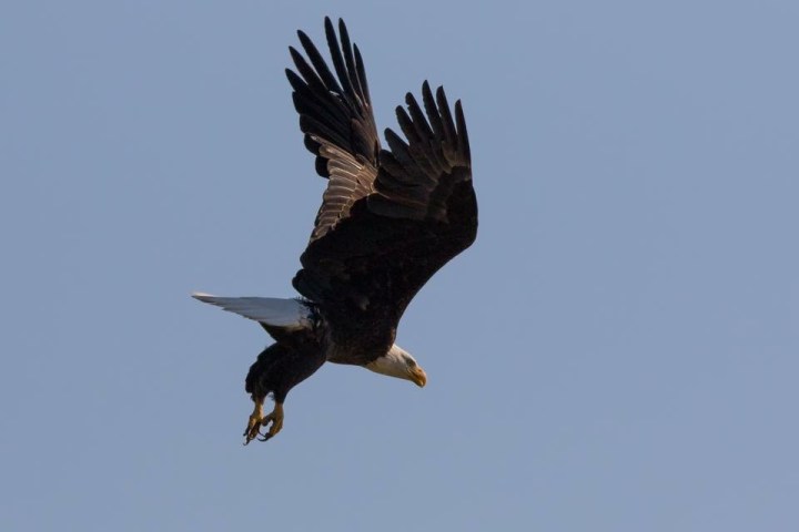 a bird flying in the air