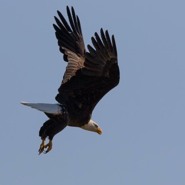 a bird flying in the air