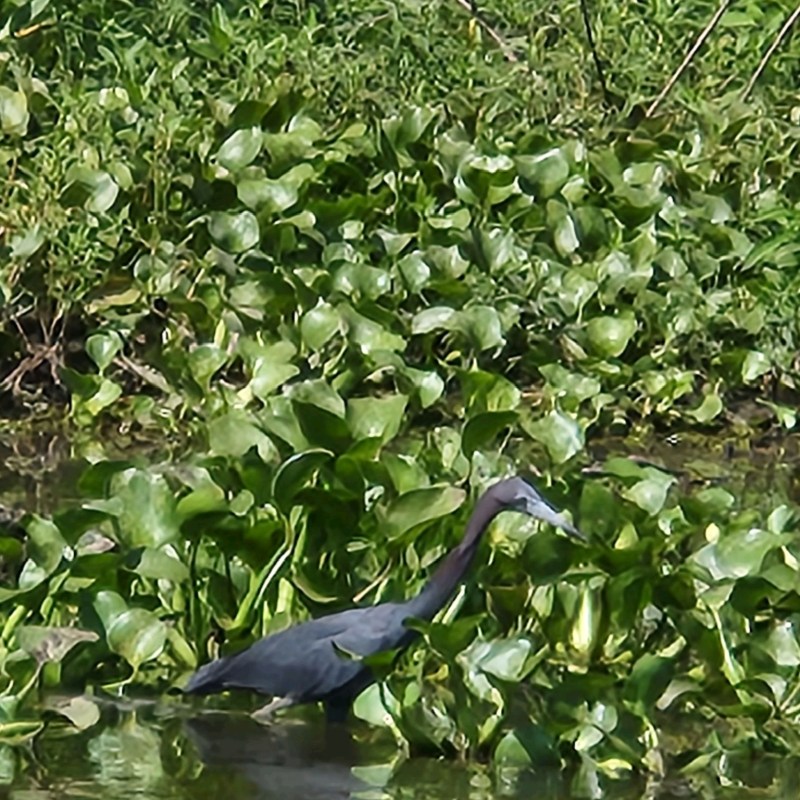 a bird sitting on top of a lush green forest