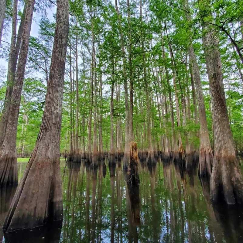a tree next to a body of water