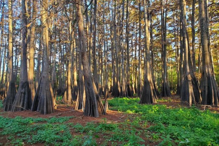 a tree in the middle of a forest