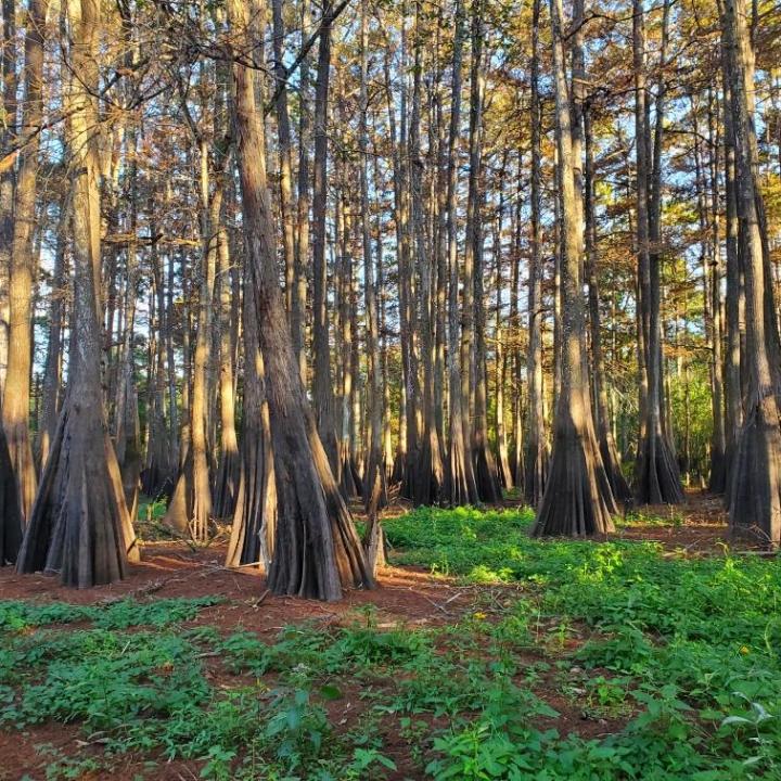 a tree in the middle of a forest