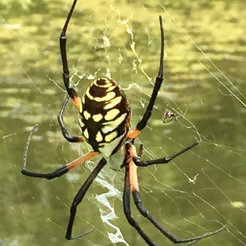 a close up of a spider