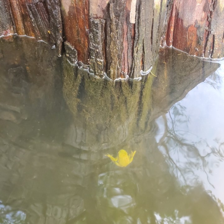 a close up of a tree