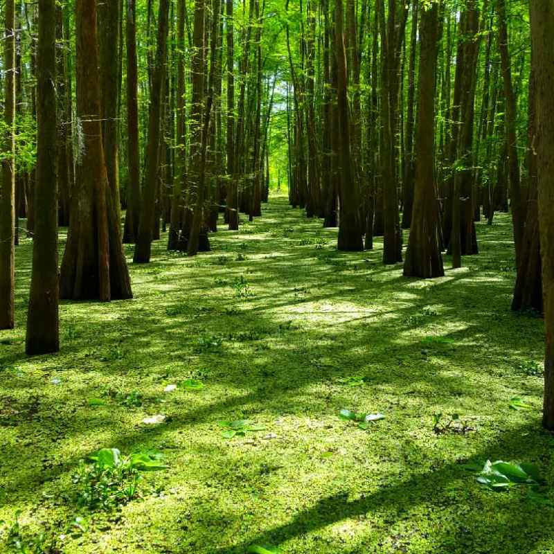 a green plant in a forest