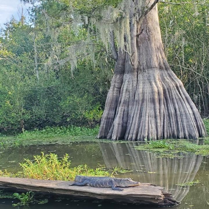 a tree next to a body of water