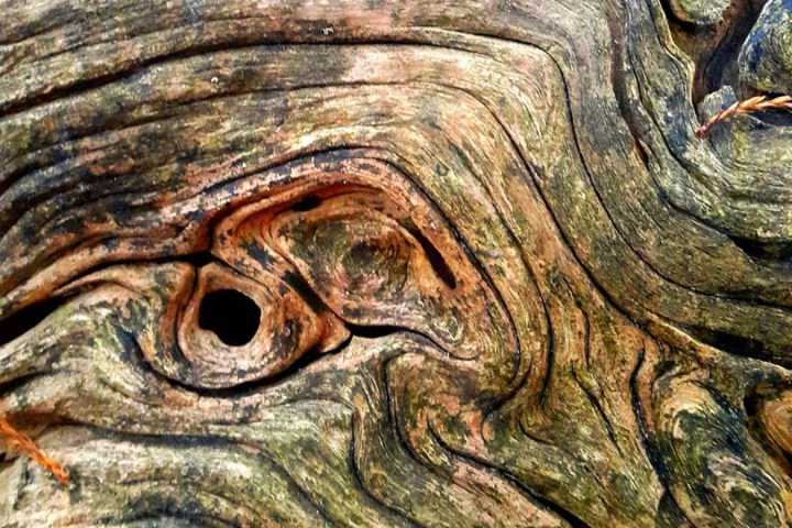 a close up of a reptile