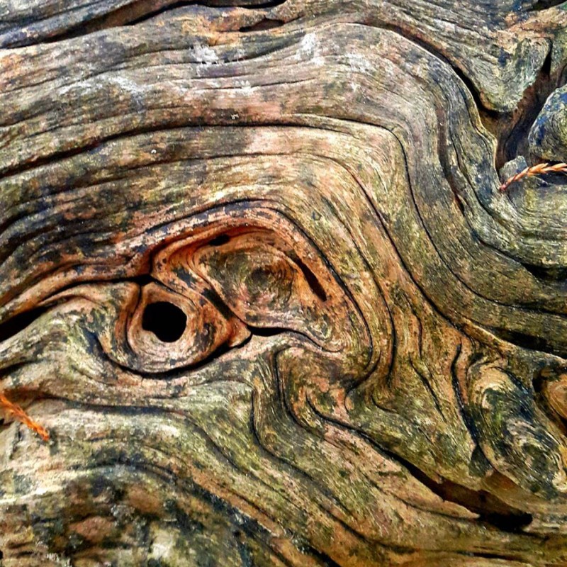 a close up of a reptile