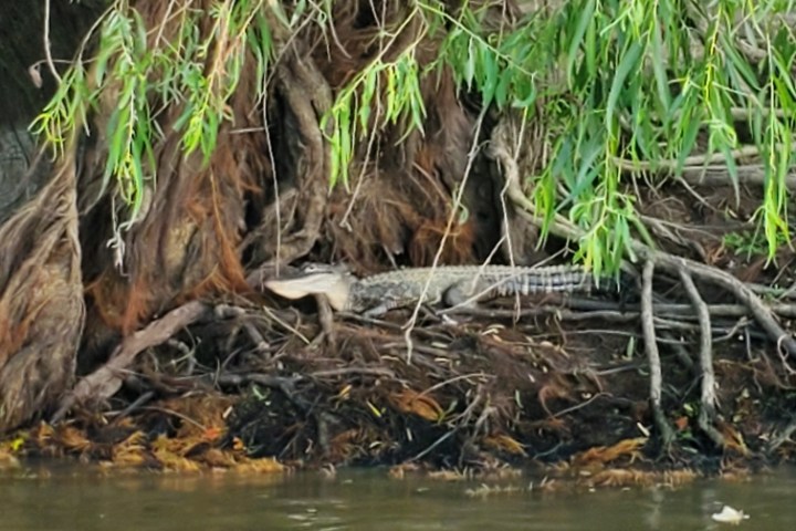 a tree next to a body of water