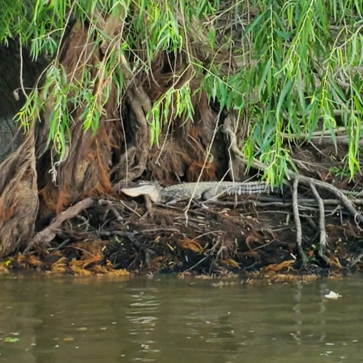 a tree next to a body of water