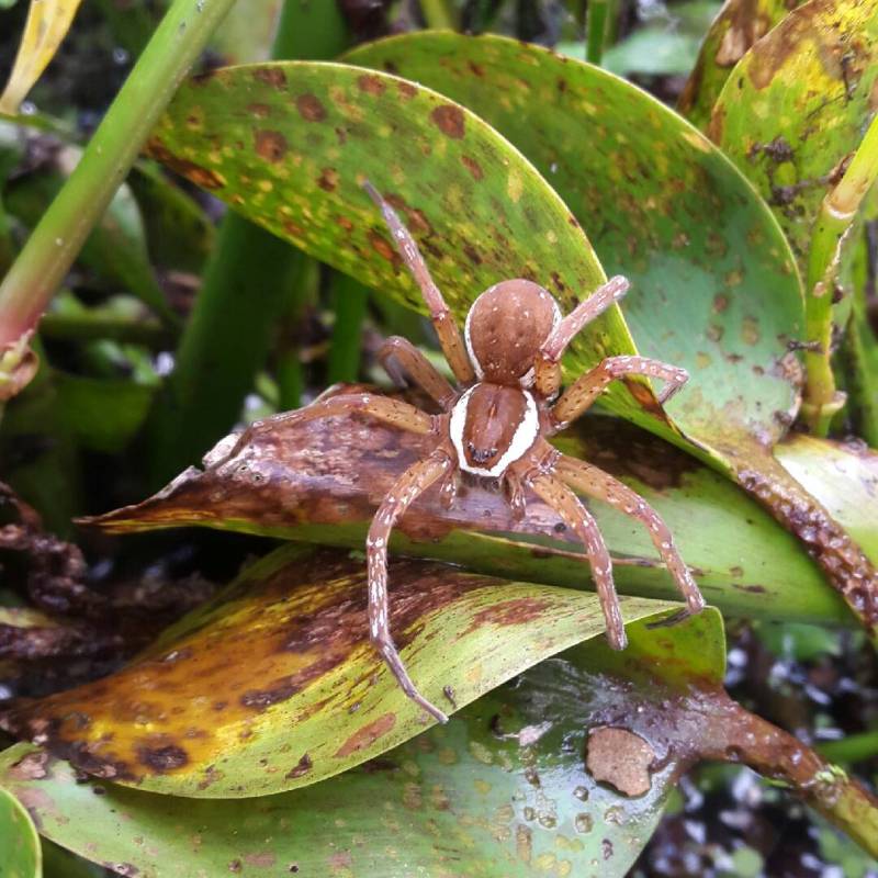 a bird sitting on top of a tree