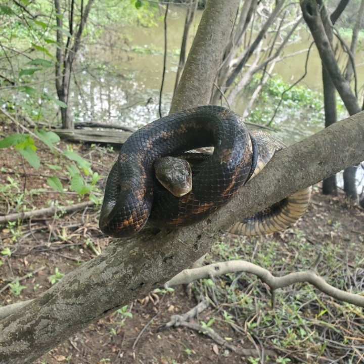 a reptile with its trunk