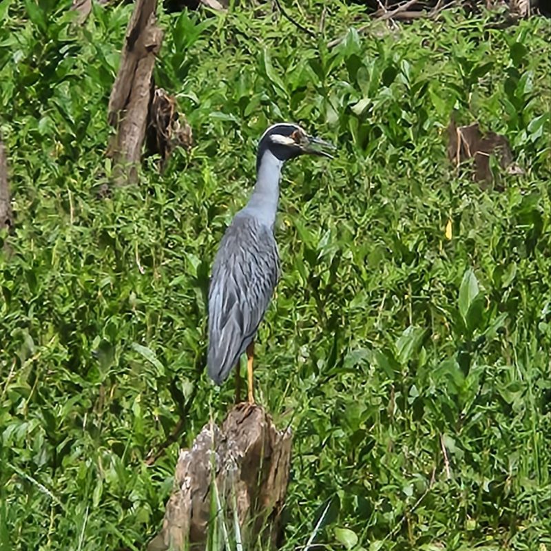 a bird that is standing in the grass