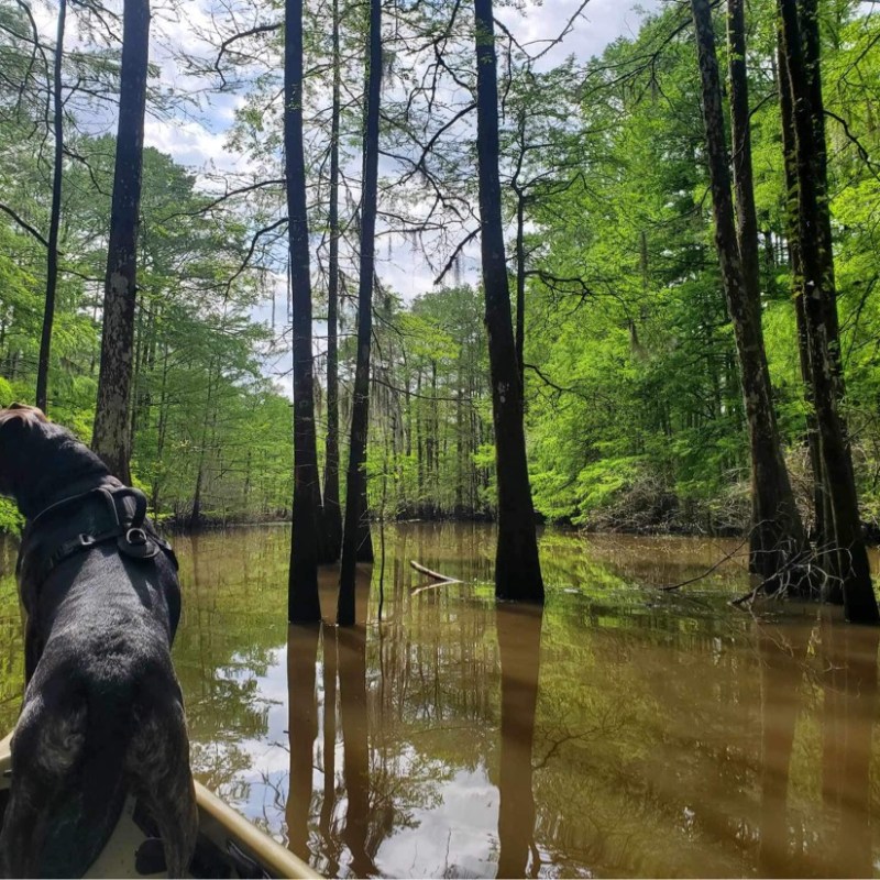 a dog standing next to a tree