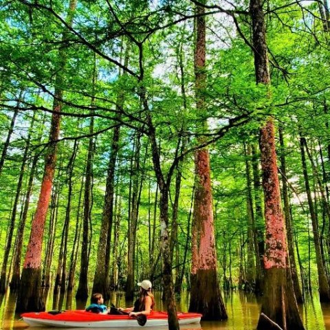 a group of people in a forest