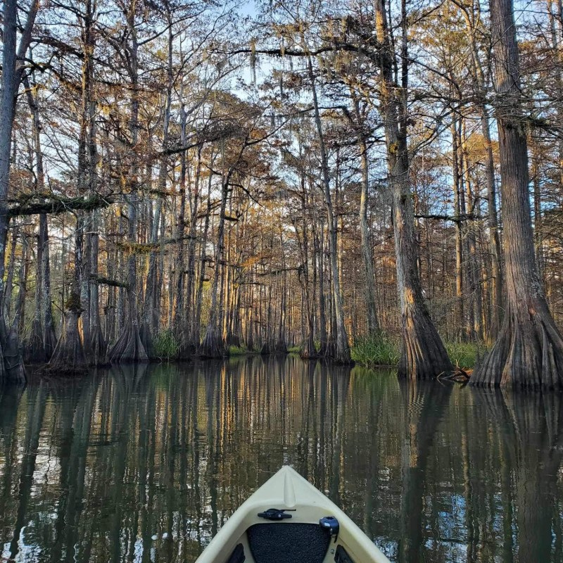 a tree in front of a lake
