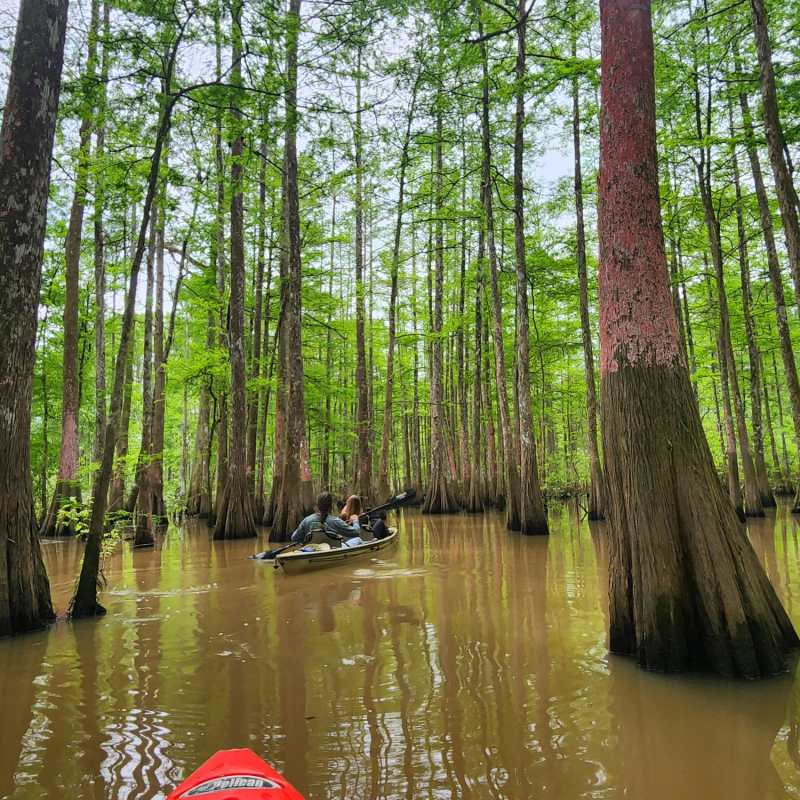 a tree in the middle of a body of water