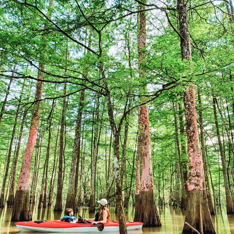 a group of people in a forest
