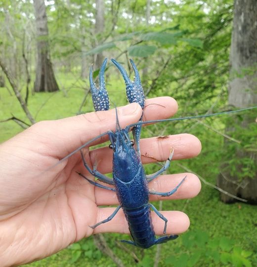 The Rare Blue Crawfish | Lastwildernesstours