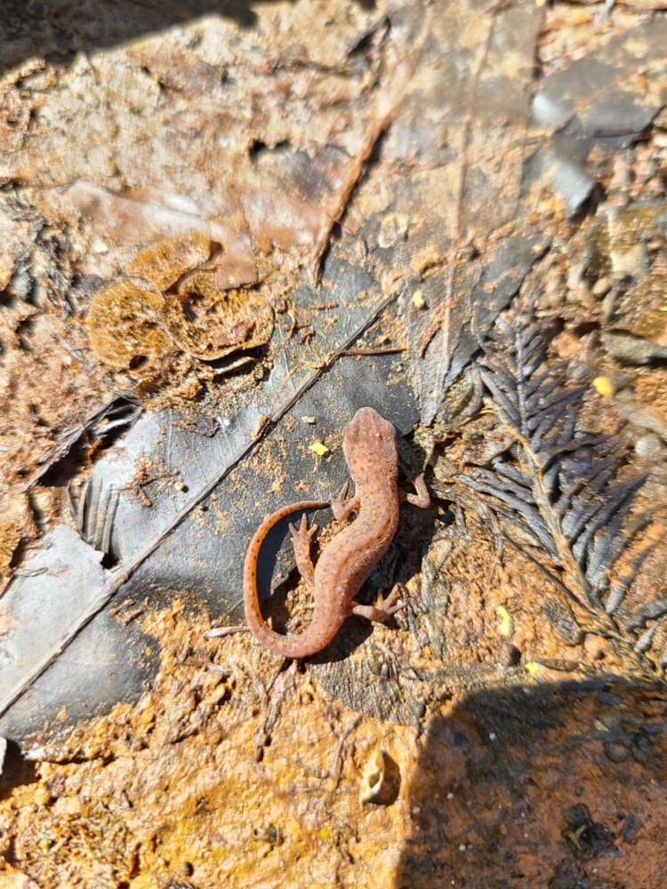 Newt in the louisiana swamp 